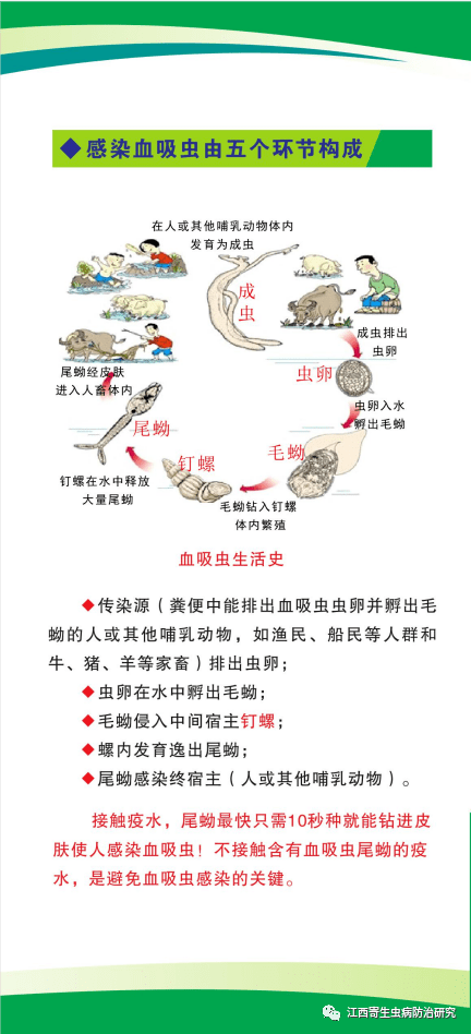血吸虫病的症状有几种