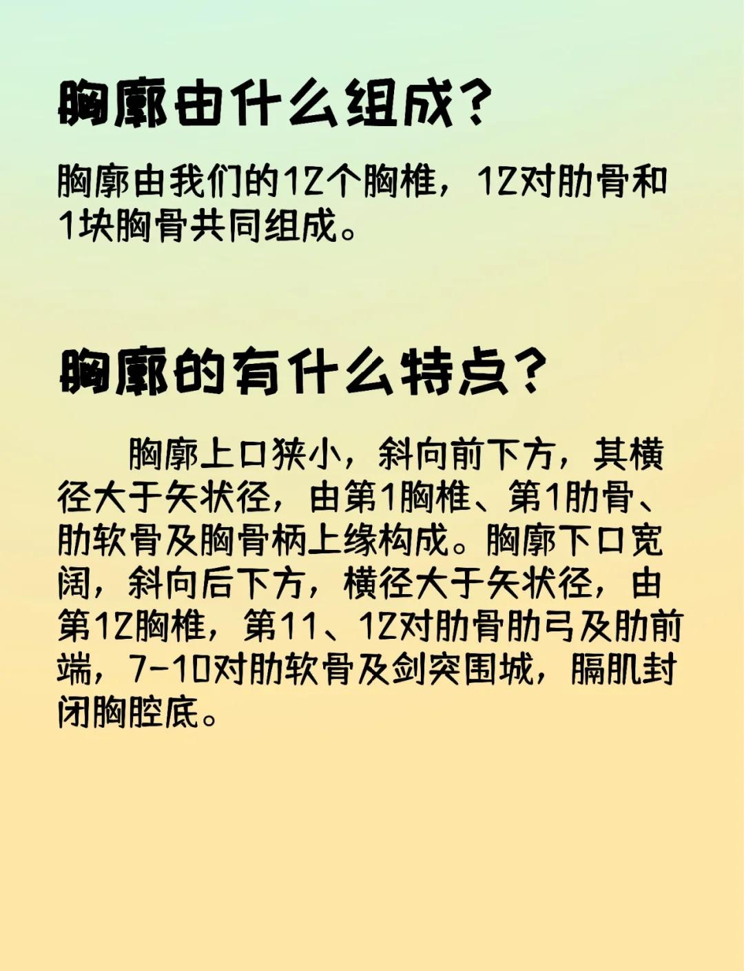 肋弓的组成及意义