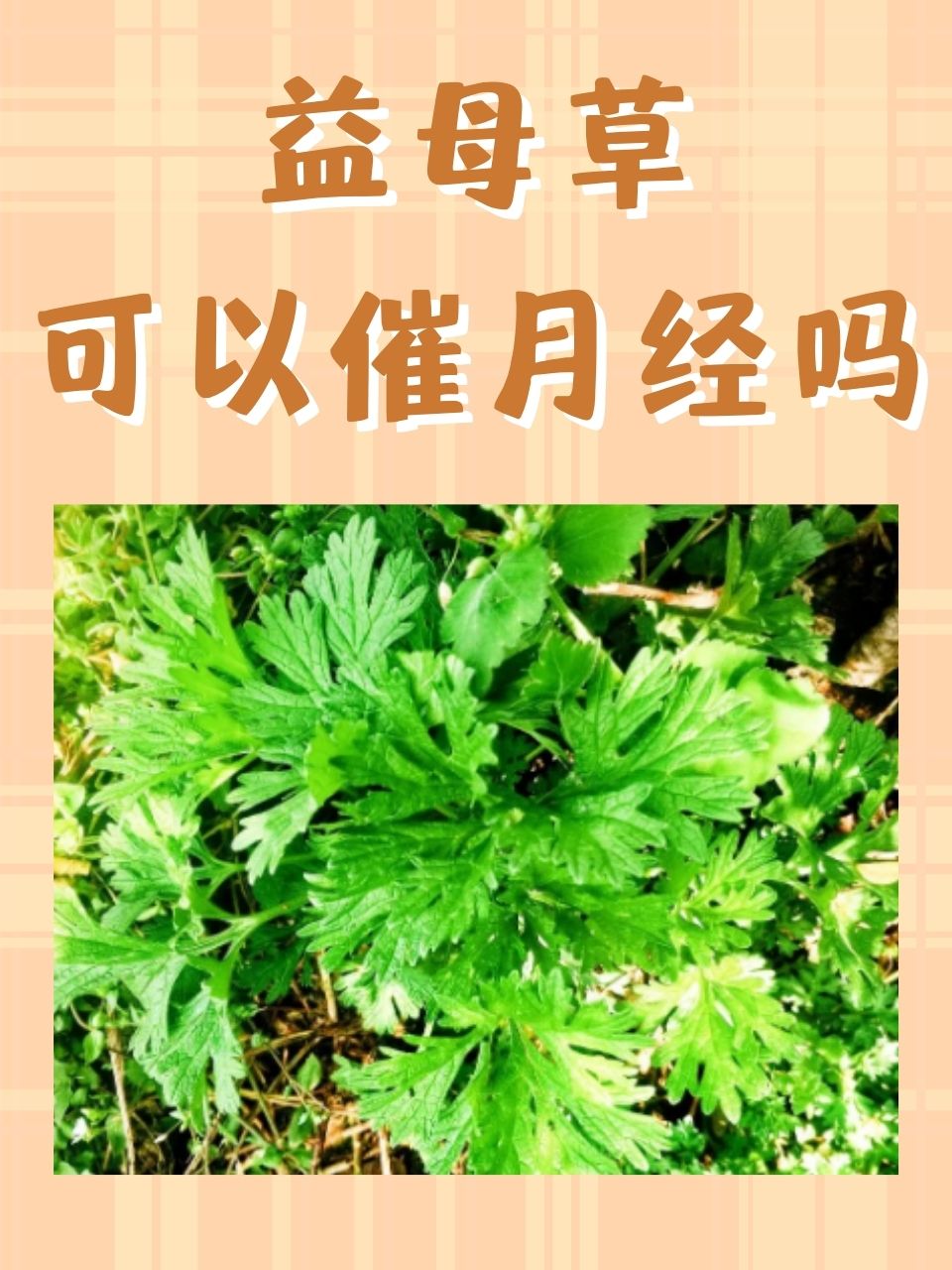 益母草有什么功效