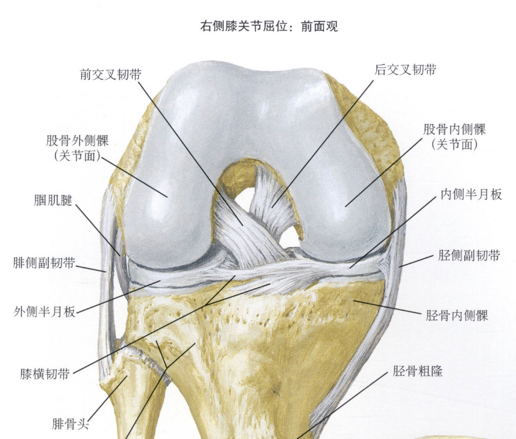 关节的基本构造