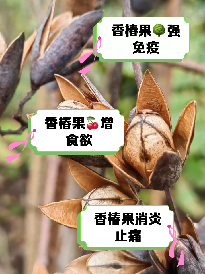 香椿花的作用是什么?怎样收放?