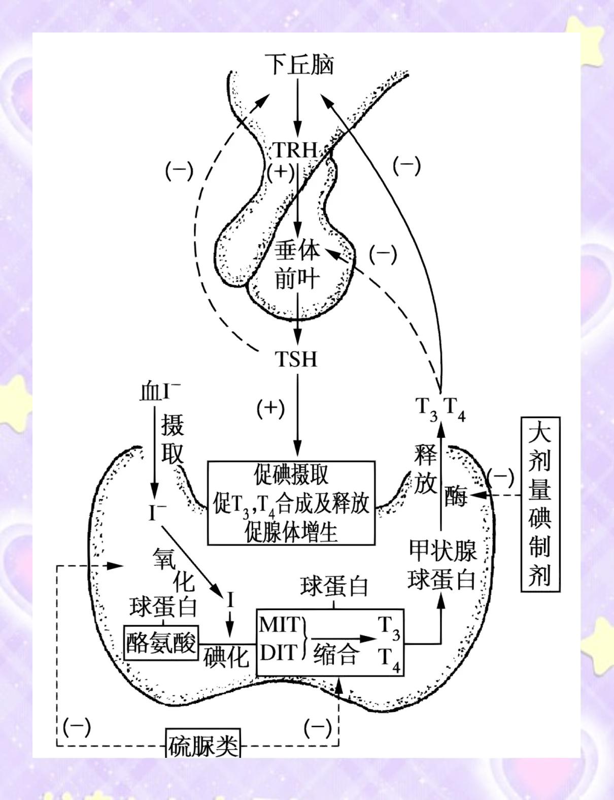桓惜蕊