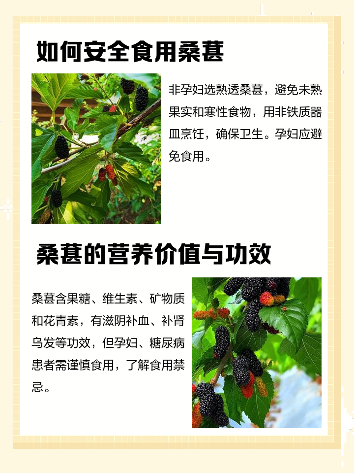 孕妇可以吃桑葚吗