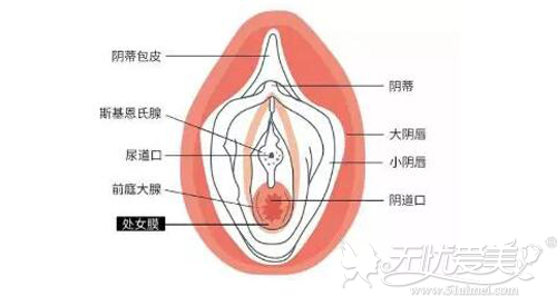 处女膜的位置