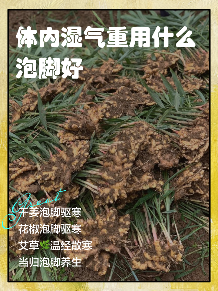 贺山蝶