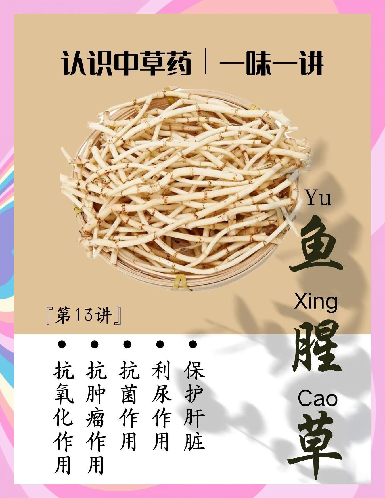鱼腥草口服液的作用?