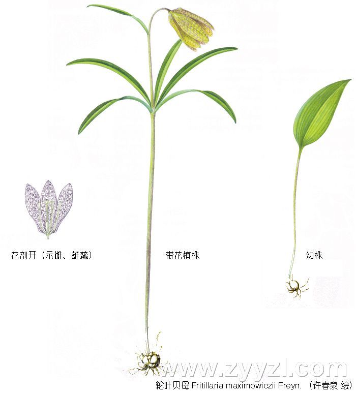 川贝的功效与主治