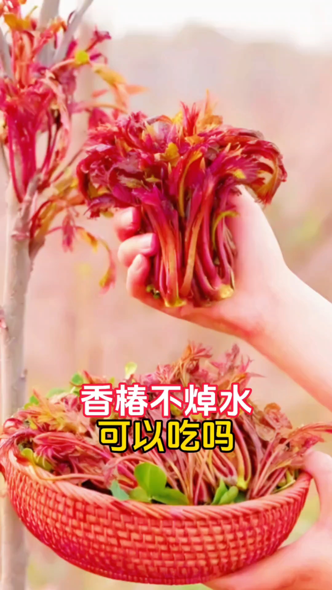 香椿没有焯水吃了,会不会引起中毒
