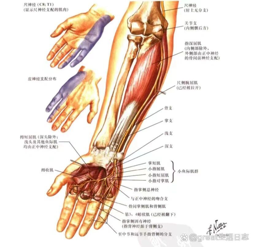 新生儿臂丛神经损伤多久能恢复