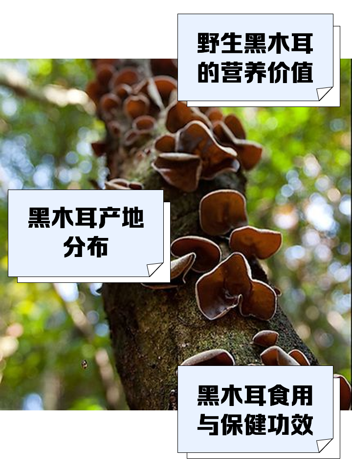 木耳的功效和作用有哪些?