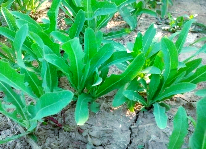 紫花苦菜是不是就是苦菜啊!那里有的买