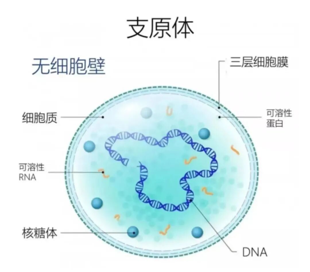 什么是支原体?