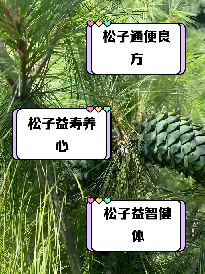 松子的功效与作用有哪些?