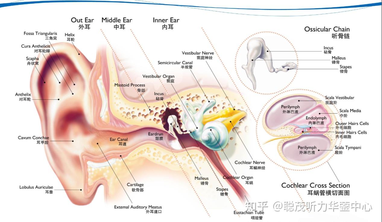 鼓膜破了会聋吗