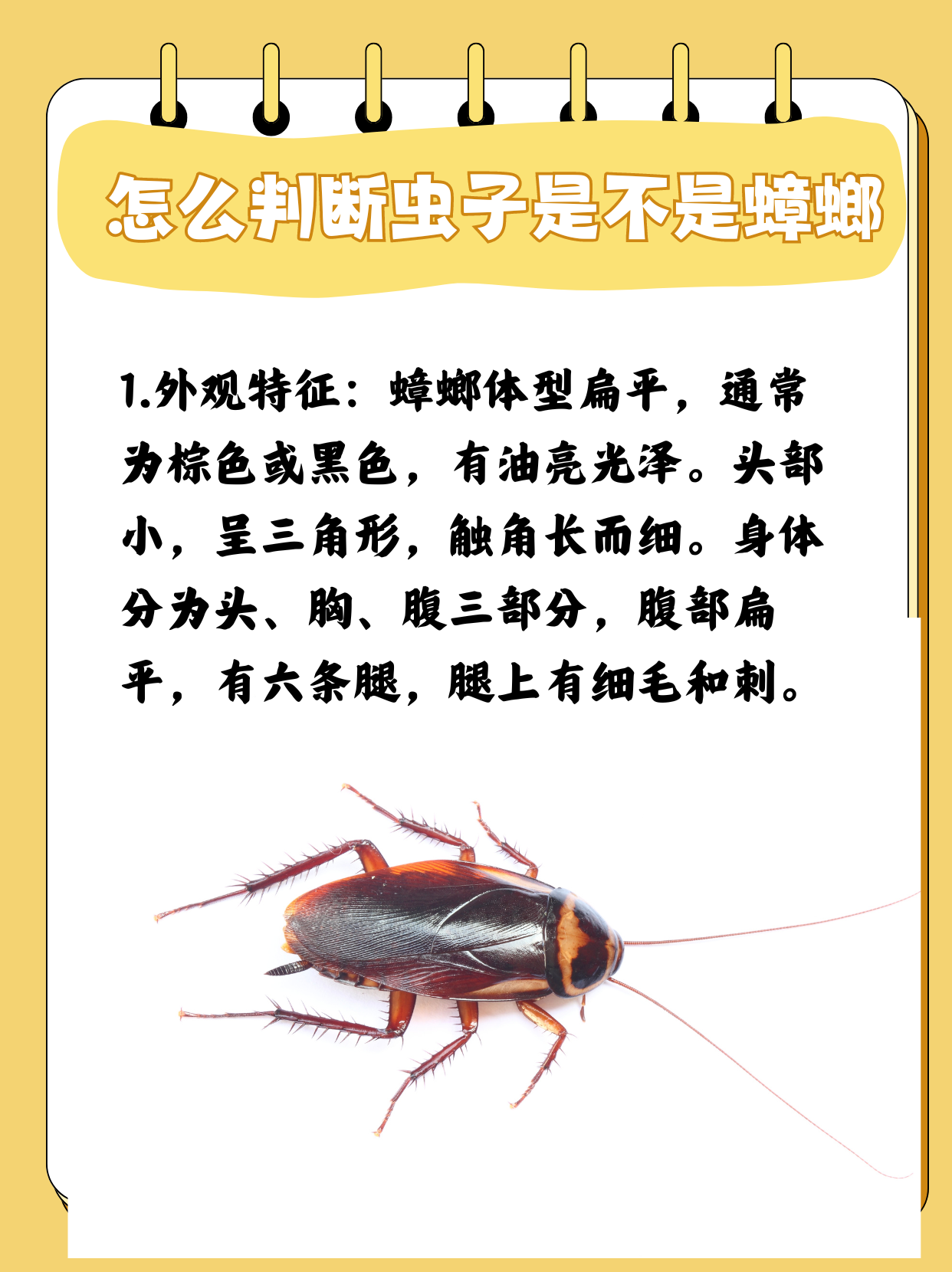 蟑螂对人体有危害吗?