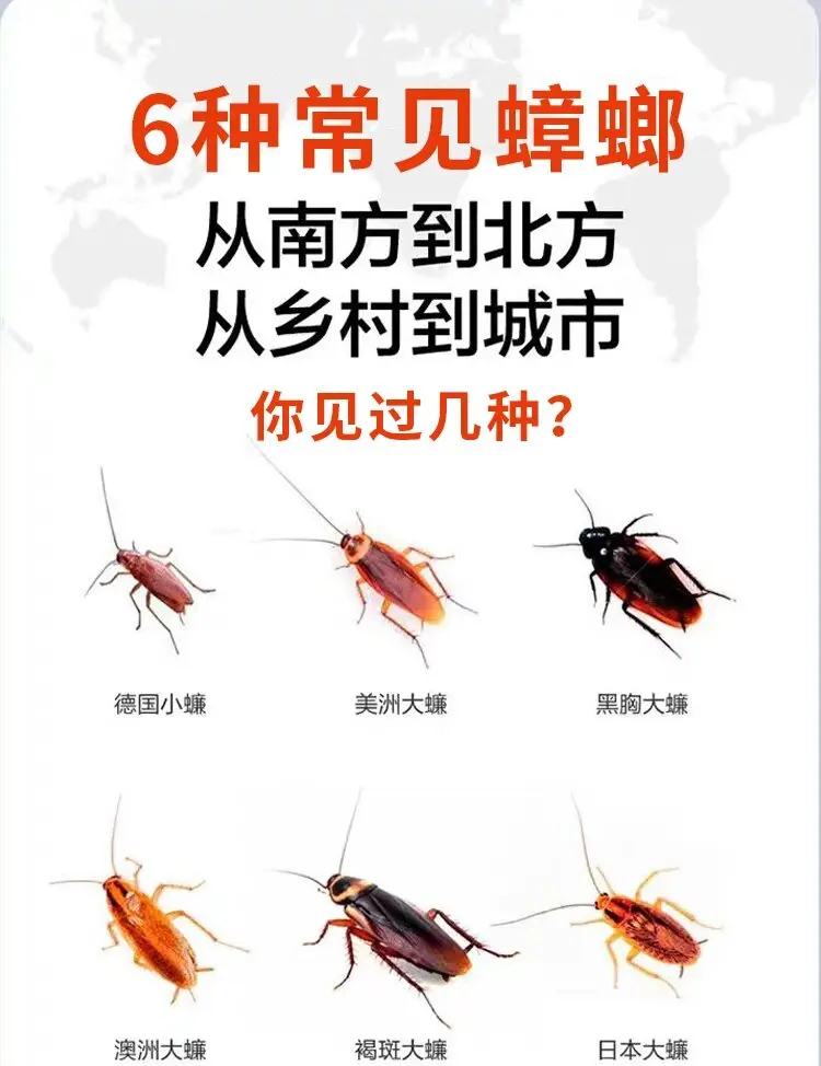 蟑螂对人体有危害吗?