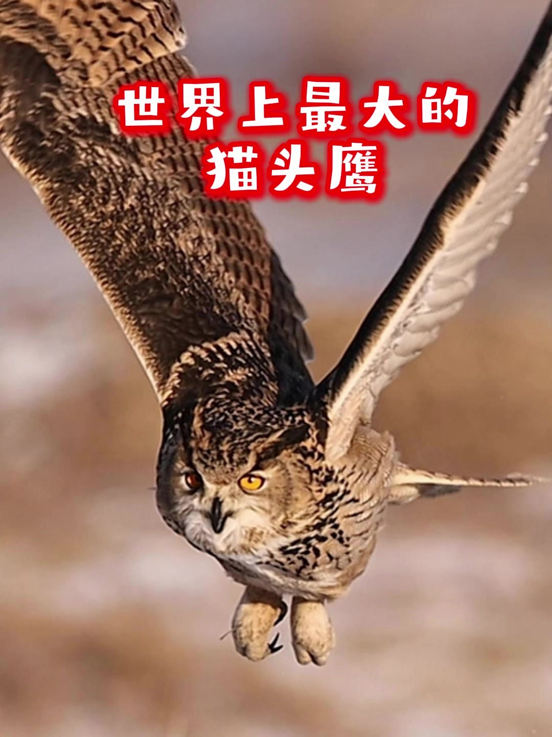 请问吃猫头鹰能治头痛吗有那些害处能告诉我