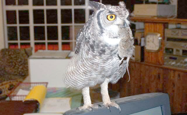 请问吃猫头鹰能治头痛吗有那些害处能告诉我