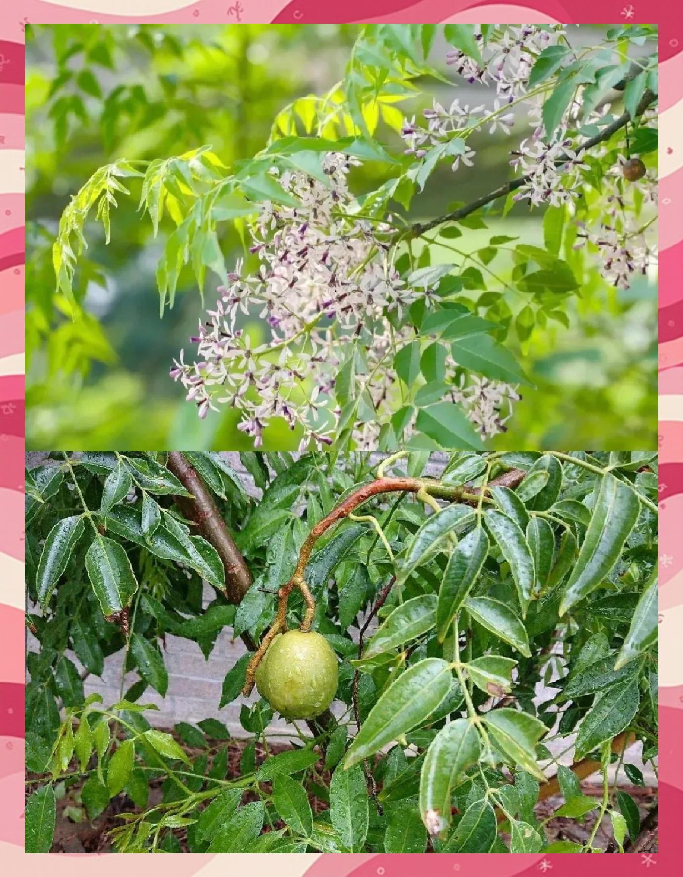 中药川楝子的功效与作用