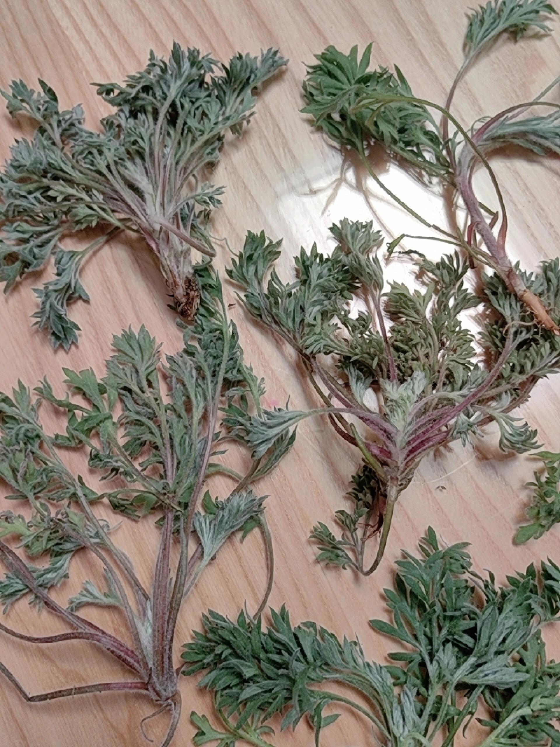 菌陈的功效与作用及禁忌