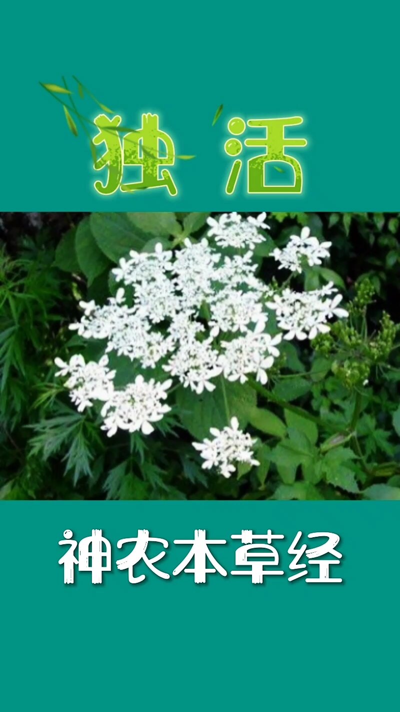 中药独活的功效与作用
