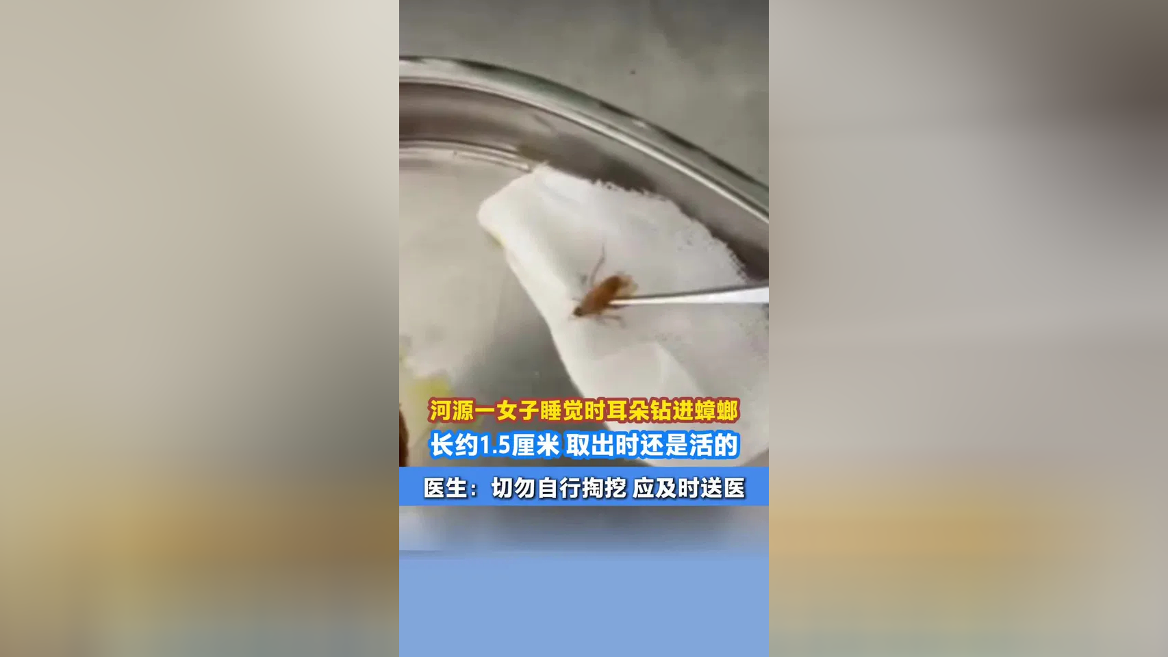 蟑螂钻进耳朵几率大吗