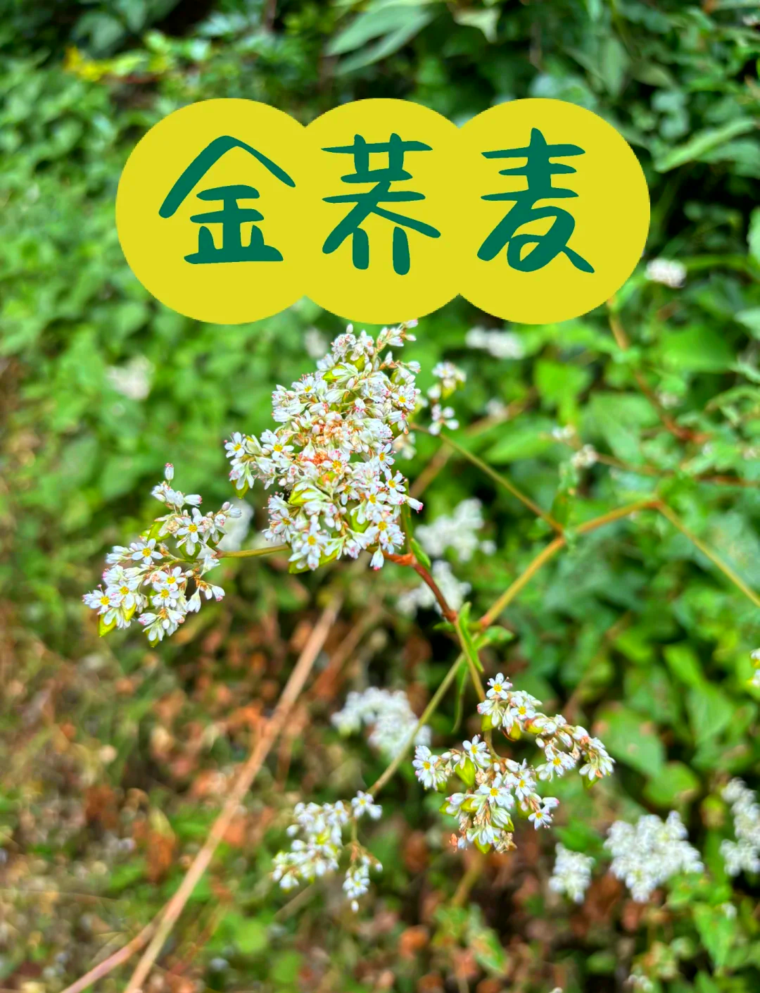 金荞麦胶囊功效是什么?