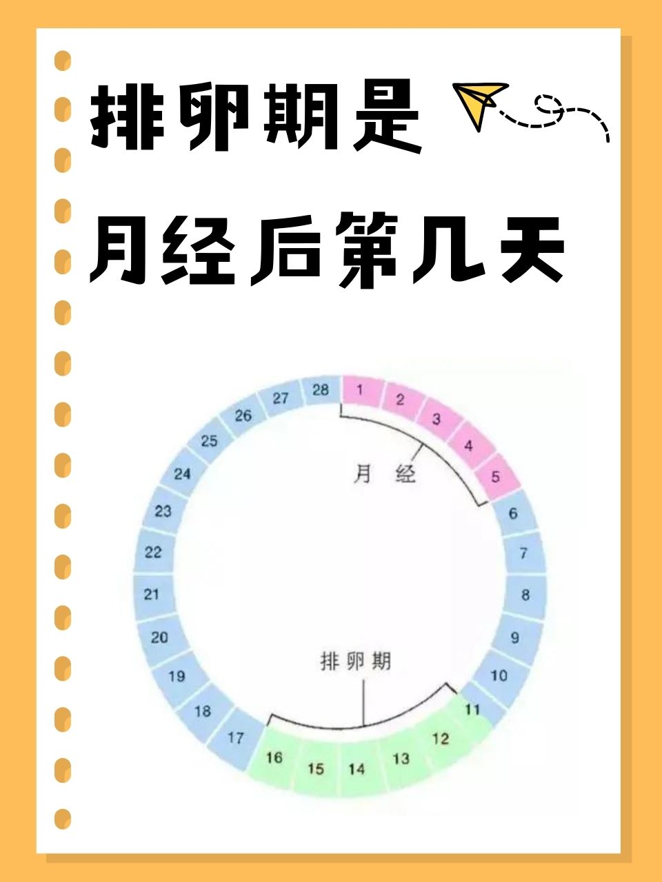 排卵期白带拉丝后多久排卵
