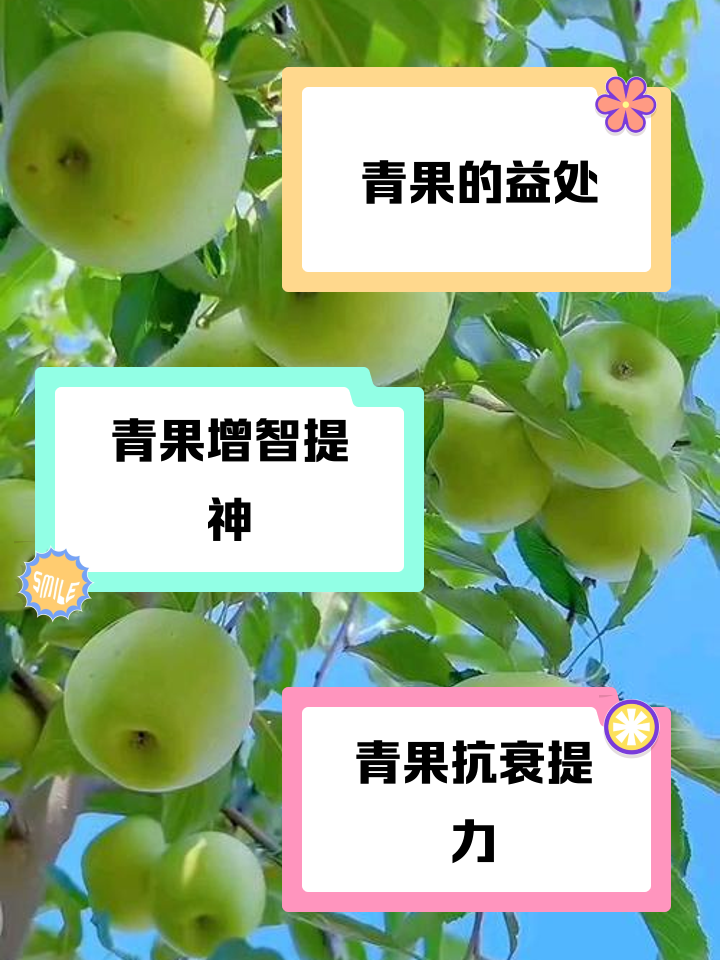 青果的功效与作用有哪些?
