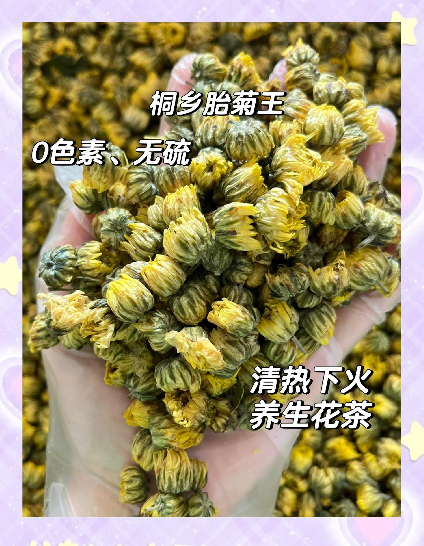 来月经可以喝菊花茶吗