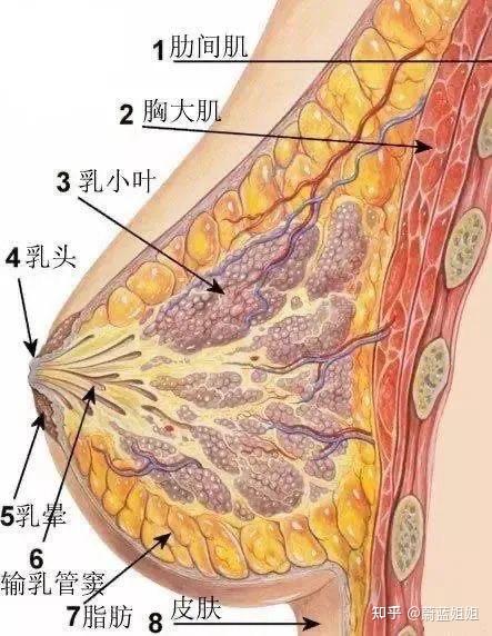 什么是乳腺增生?