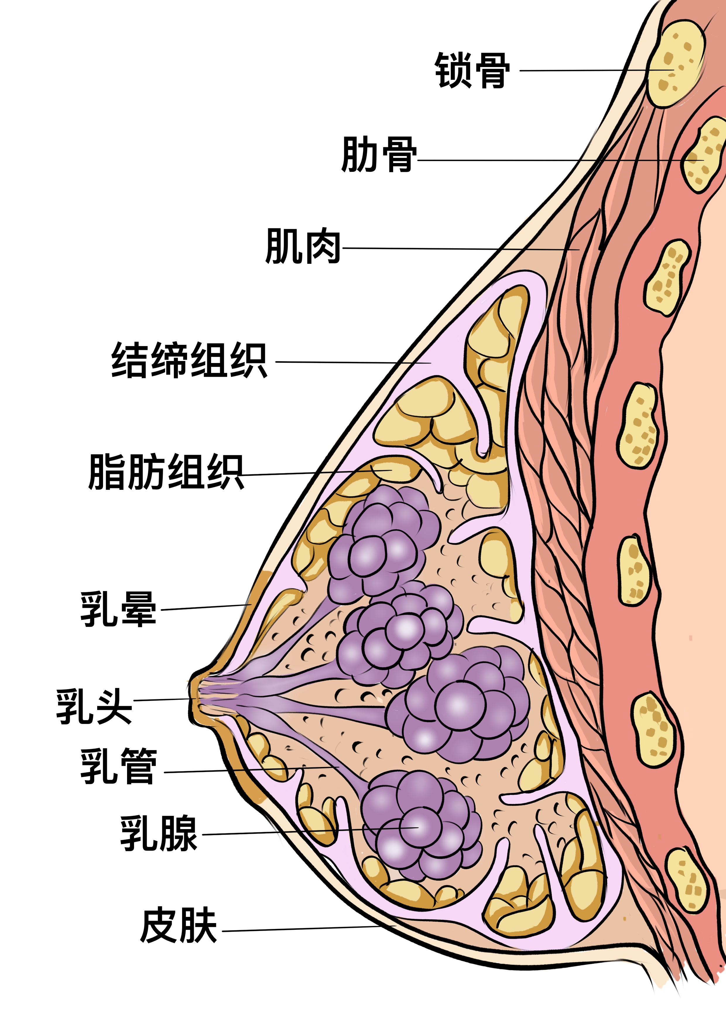 什么是乳腺增生?