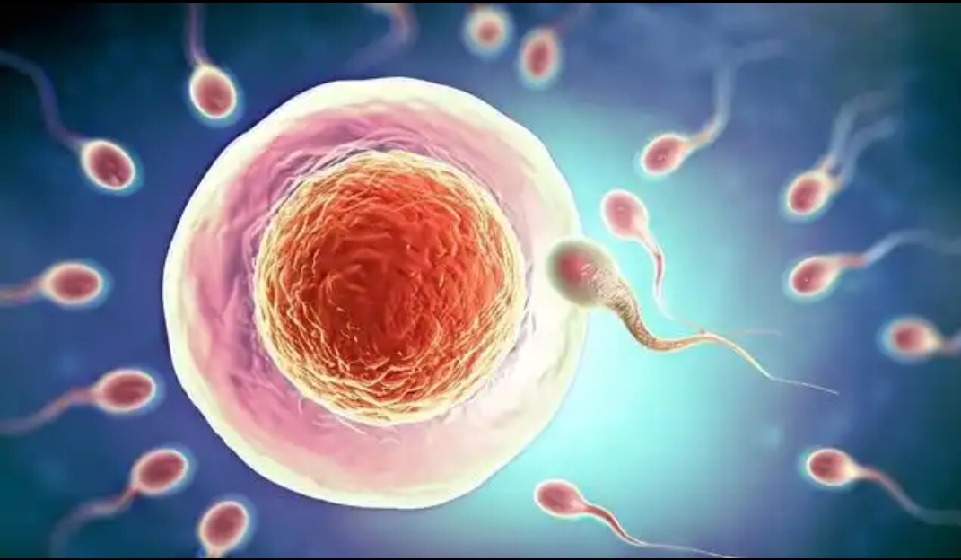 卵子和精子结合时有什么感觉