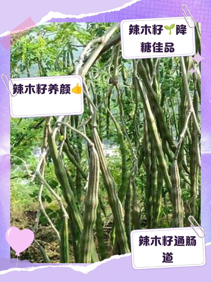 辣木籽减肥管用吗