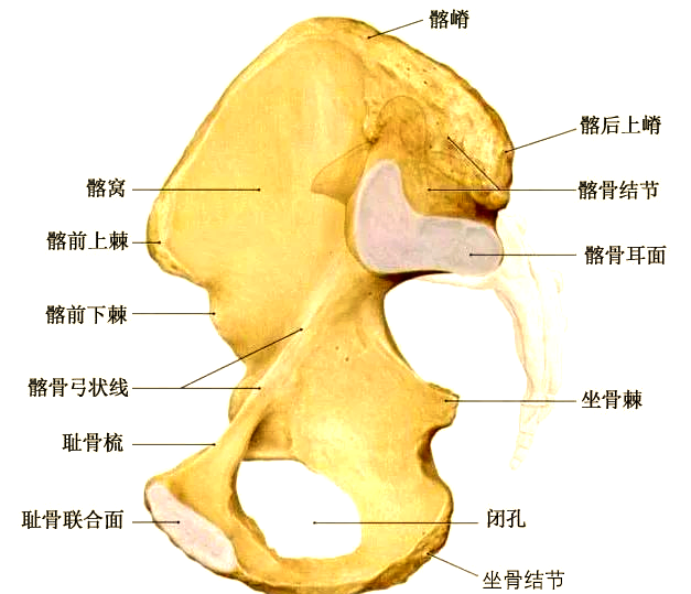 髂骨的解剖结构