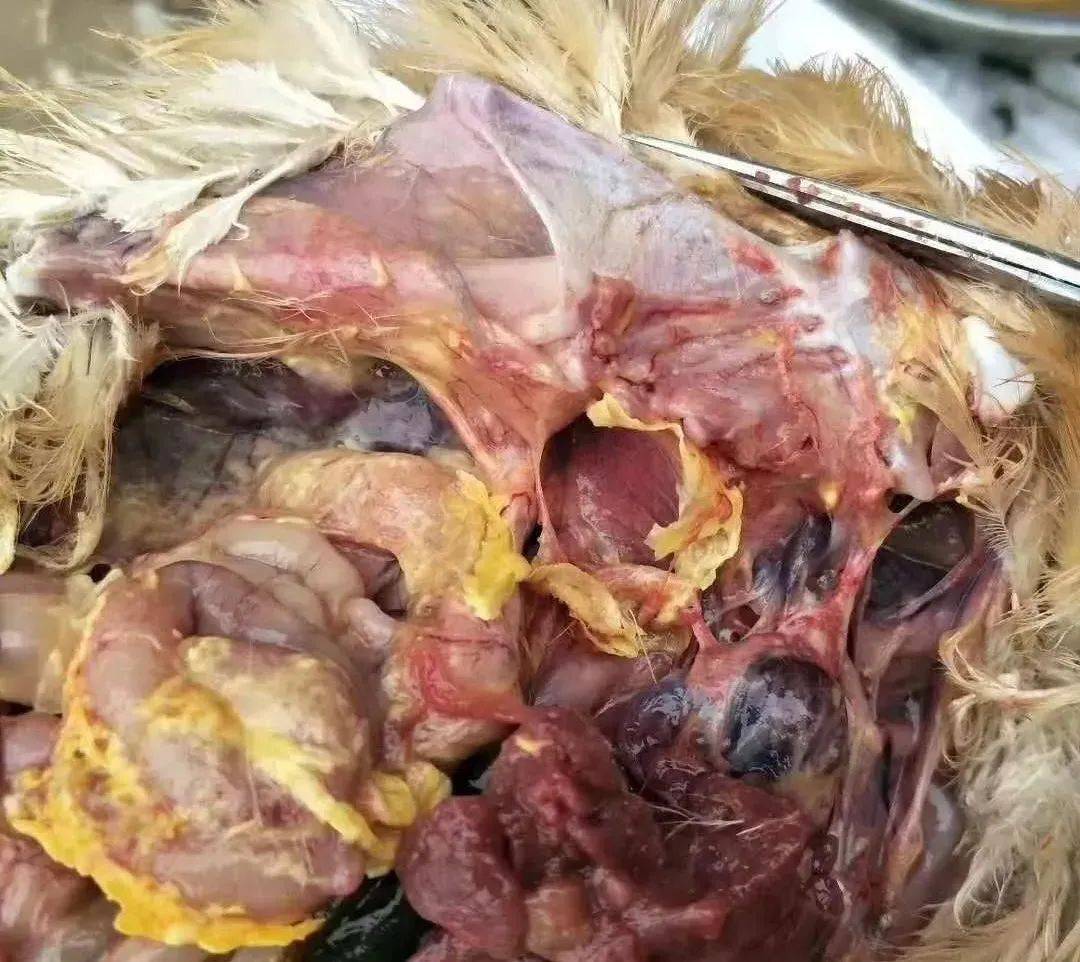 禽流感早期症状