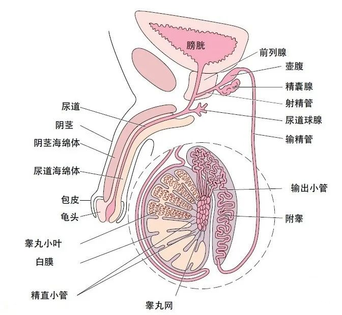 男人的睾丸是怎么样的?