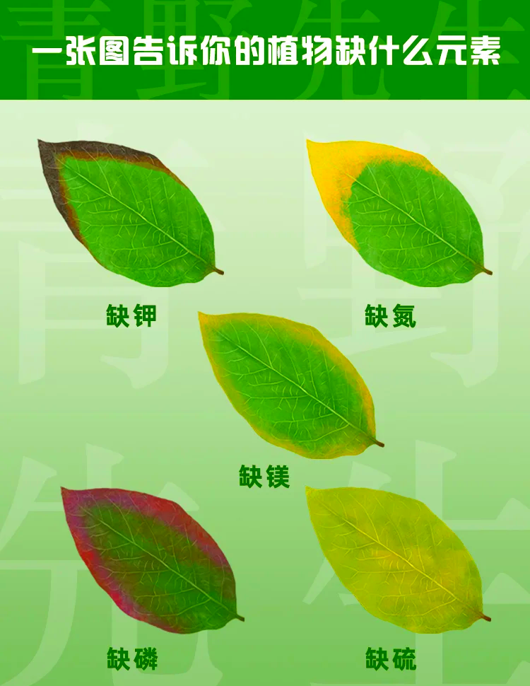 什么原因会引起缺钾