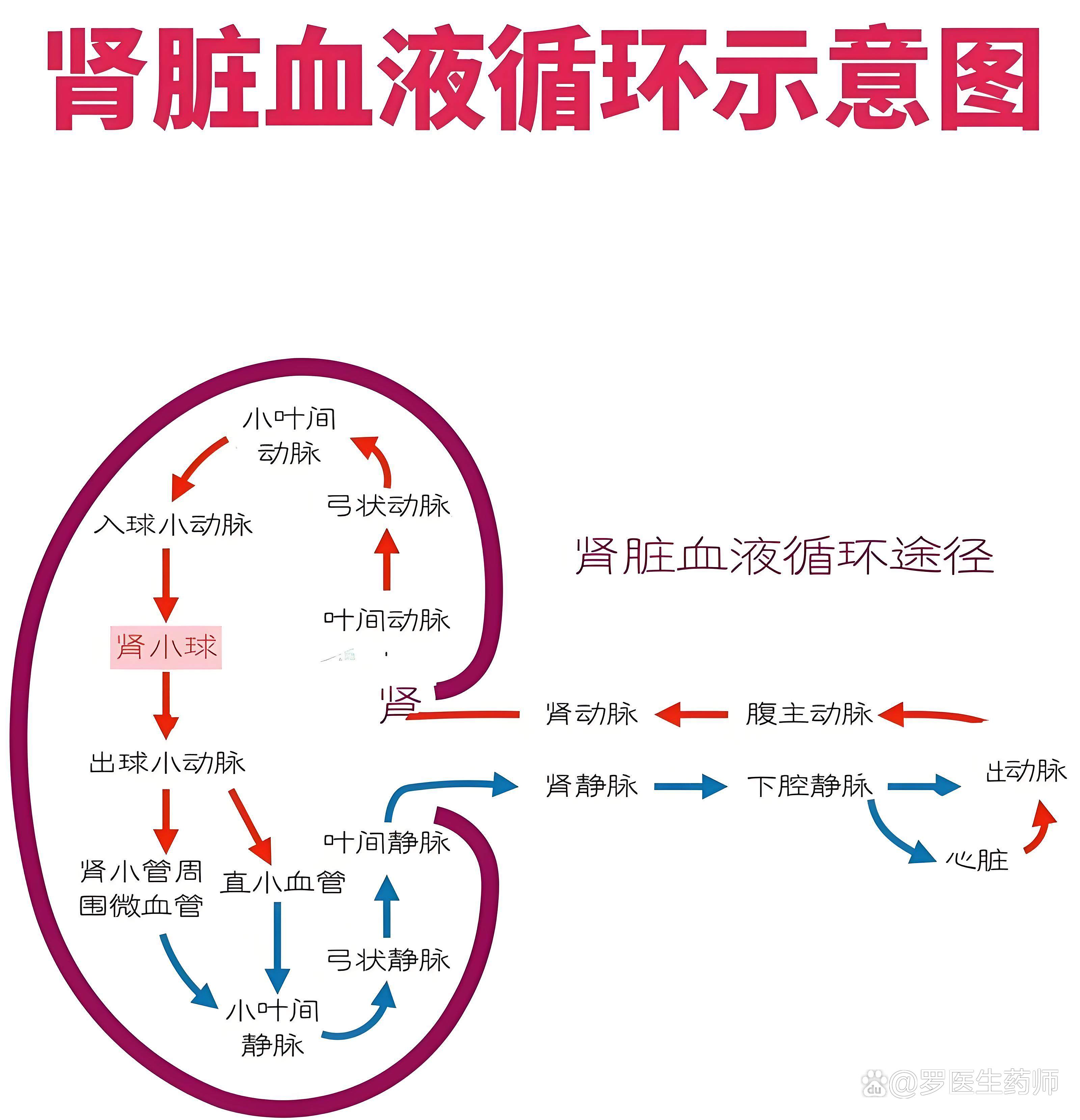 高血压与肾脏病的关系