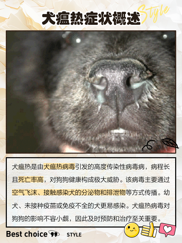 犬瘟热会传染人吗