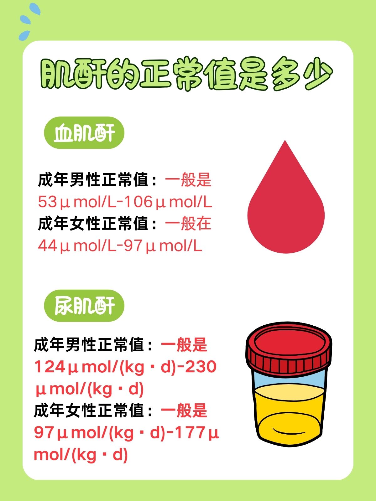 肌酐偏低是怎么回事