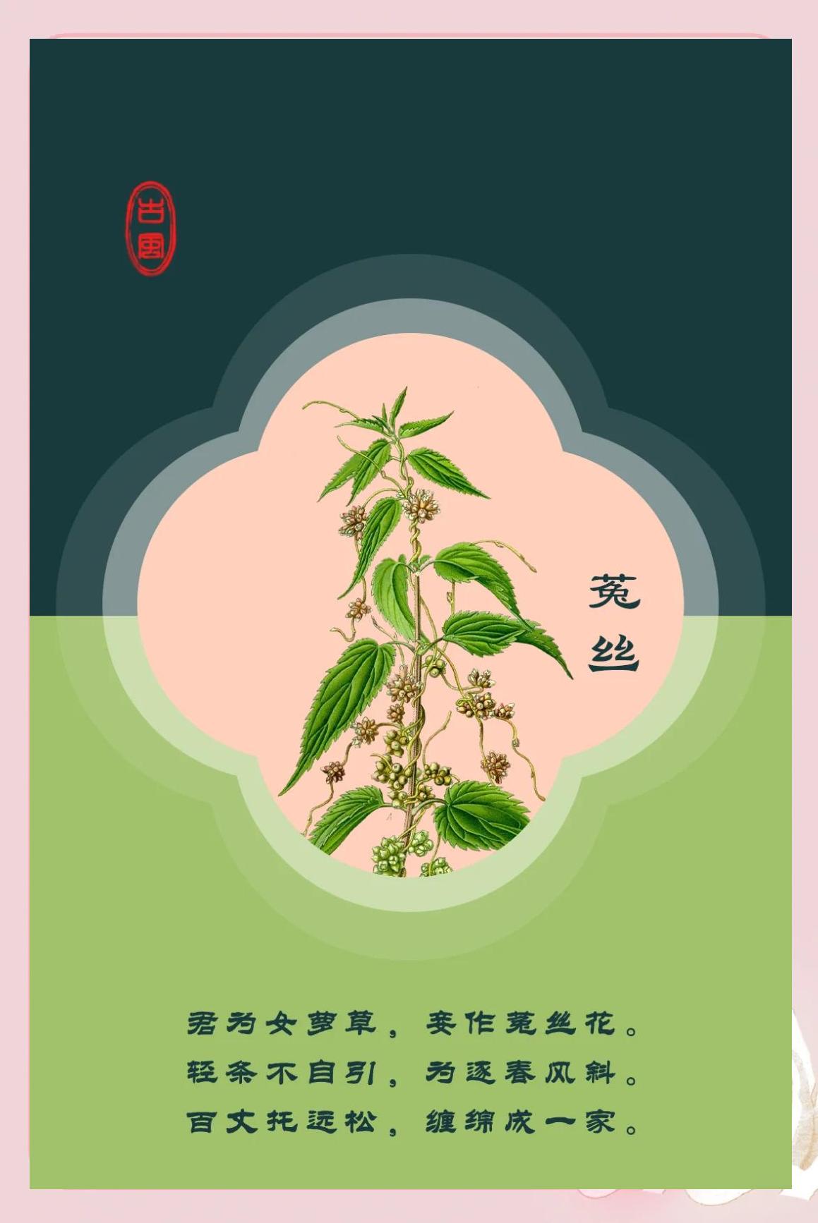 菟丝子中药的功效与作用