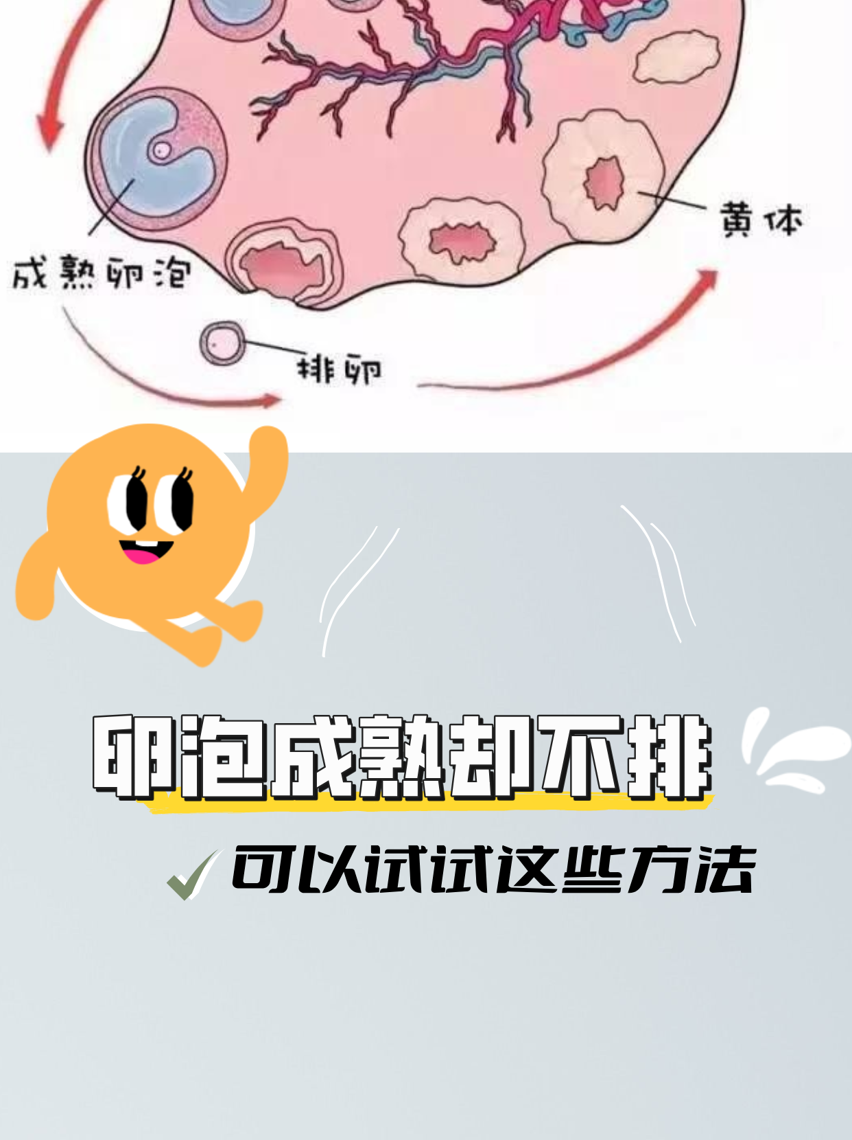 卵泡长不大,是什么原因?