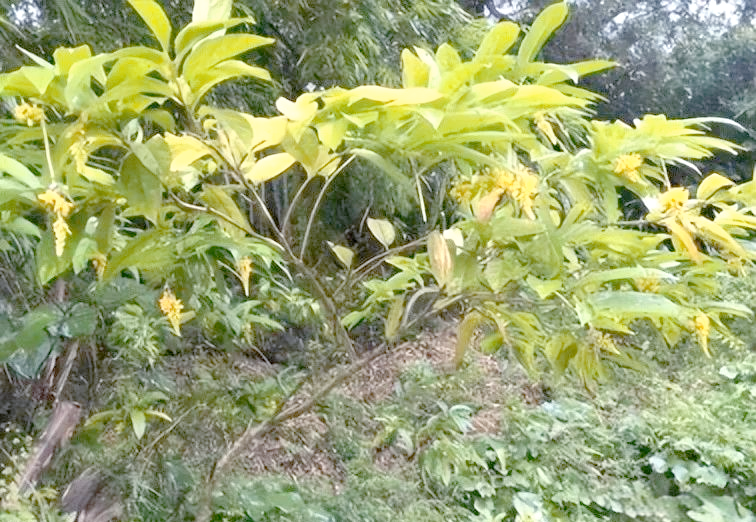 中药观音串功效与作用