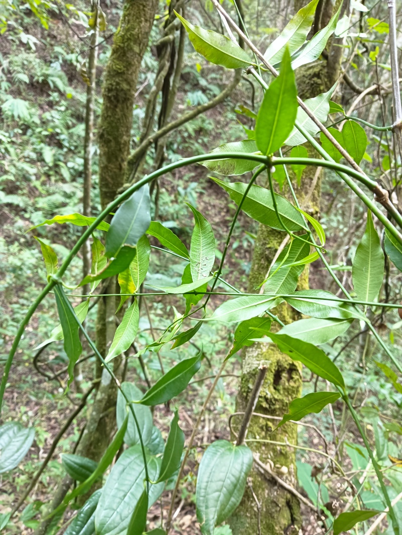 中药黑骨藤的功效作用有哪些
