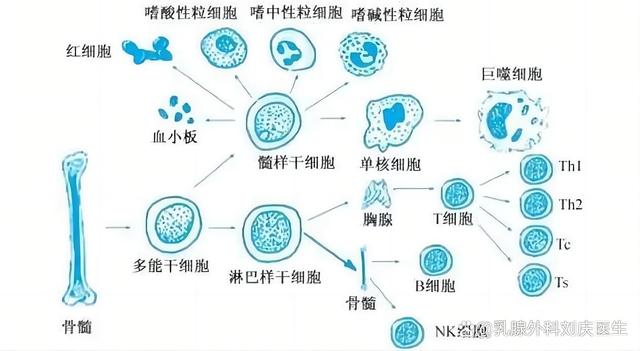 骨髓抑制是什么意思