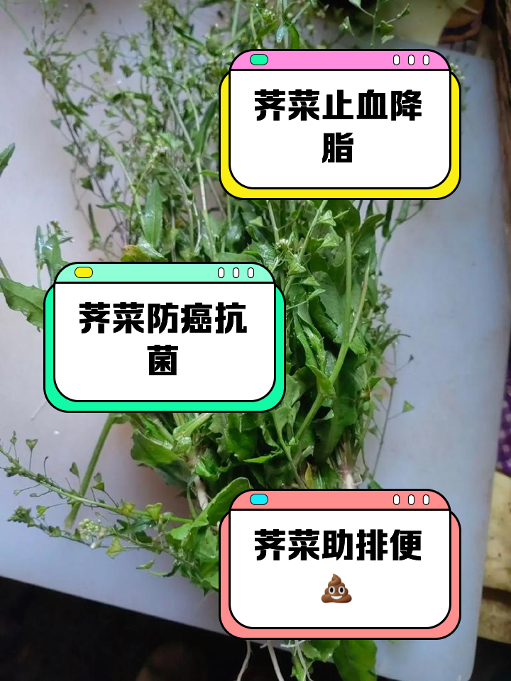 荠菜的功效与作用
