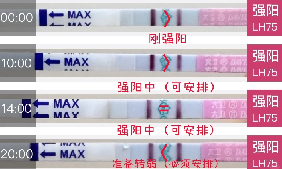 强阳一般多久转弱,多久排卵