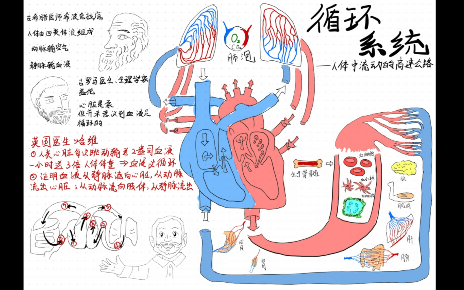 循环系统由哪些构成