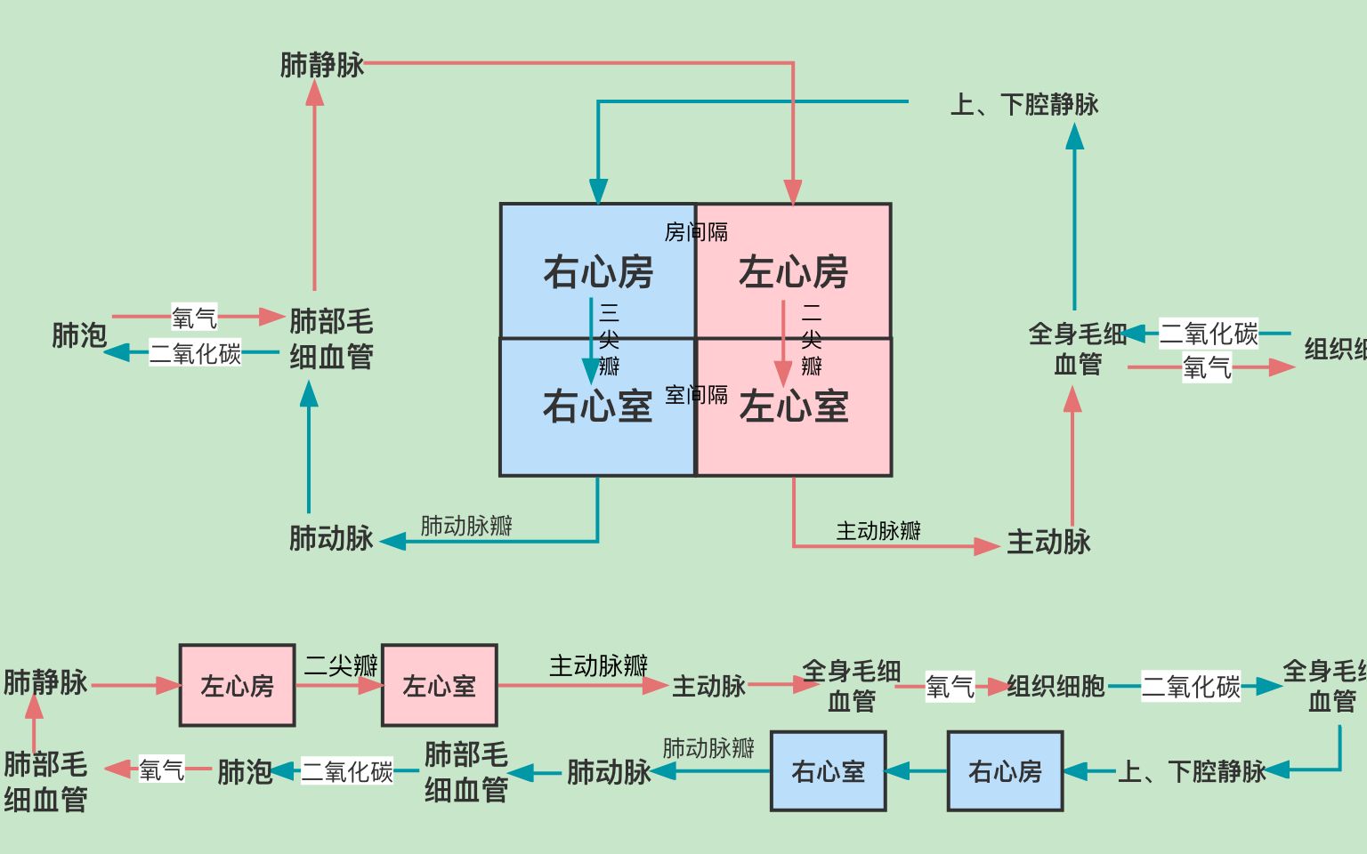 循环系统由哪些构成